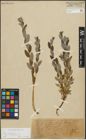 Foto von Salix repens subsp. incubacea (L.) A. Neumann